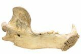 Fossil Cave Bear (Ursus spelaeus) Lower Jaw - Romania #240196-8